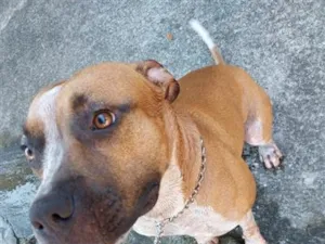 Cachorro raça Pit-Bull idade 2 anos nome Romeu