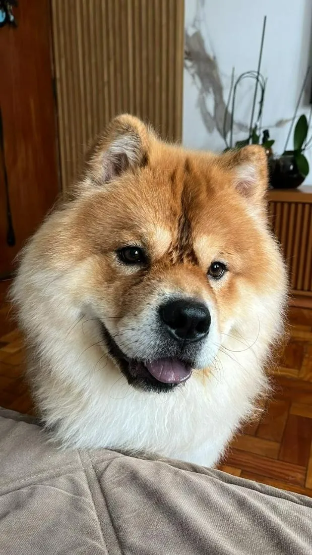 Cachorro raça SRD-ViraLata idade 2 anos nome Simba