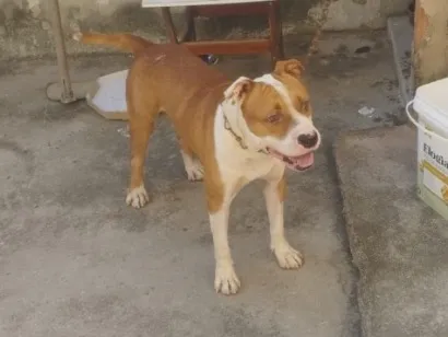 Cachorro raça Pit-Bull idade 3 anos nome Bolinha
