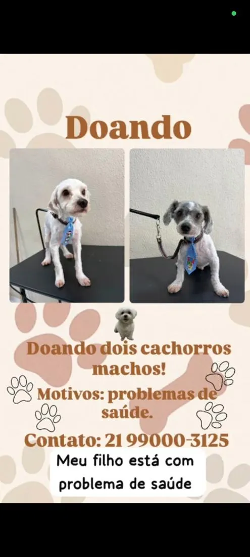 Cachorro raça Shitzu idade 1 ano nome fred e bob