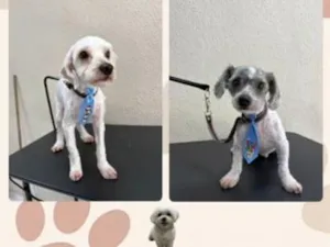 Cachorro raça Shitzu idade 1 ano nome fred e bob