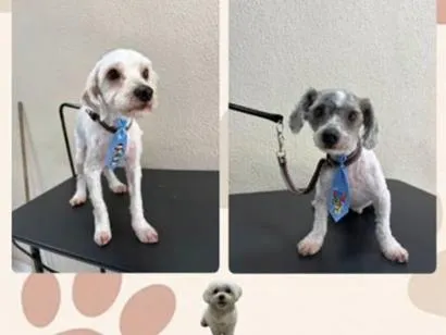 Cachorro raça Shitzu idade 1 ano nome fred e bob