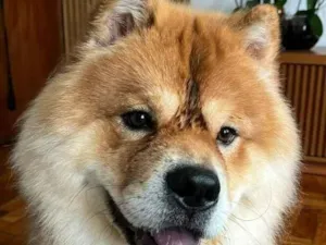 Cachorro raça SRD-ViraLata idade 2 anos nome Simba