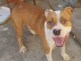 Cachorro raça Pit-Bull idade 3 anos nome Bolinha