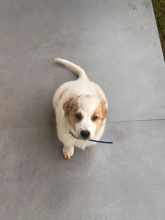 Cachorro raça Husky Siberiano idade 2 a 6 meses nome Beethoven