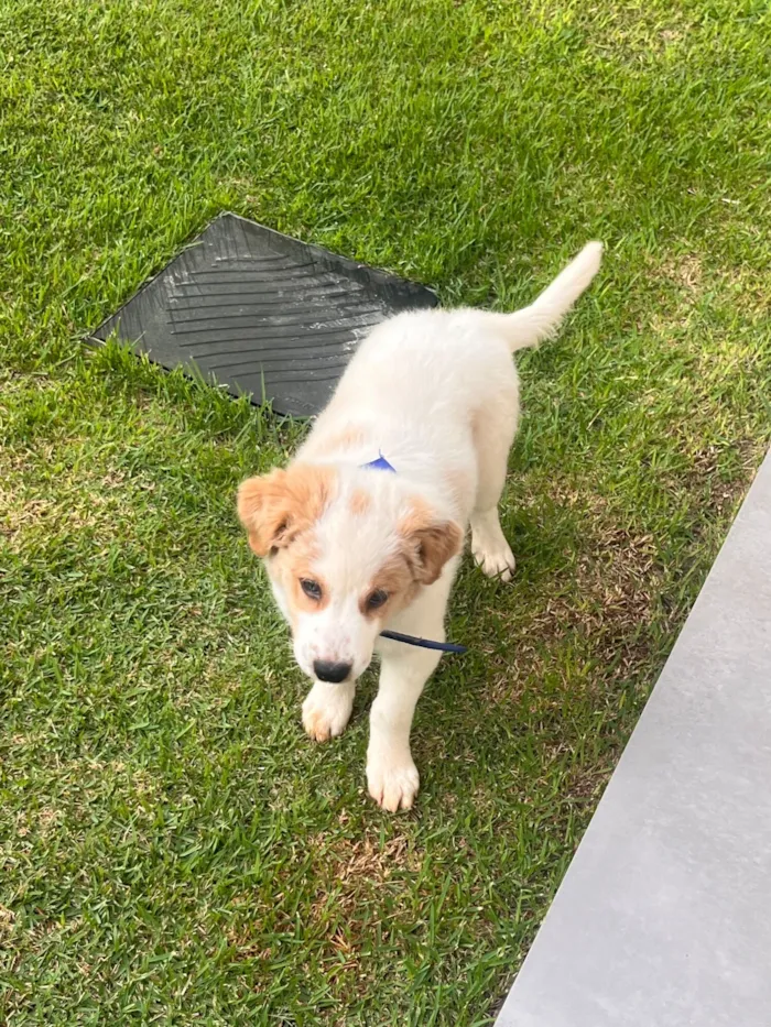 Cachorro raça Husky Siberiano idade 2 a 6 meses nome Beethoven