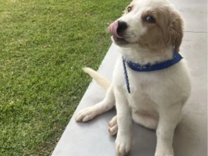 Cachorro raça Husky Siberiano idade 2 a 6 meses nome Beethoven