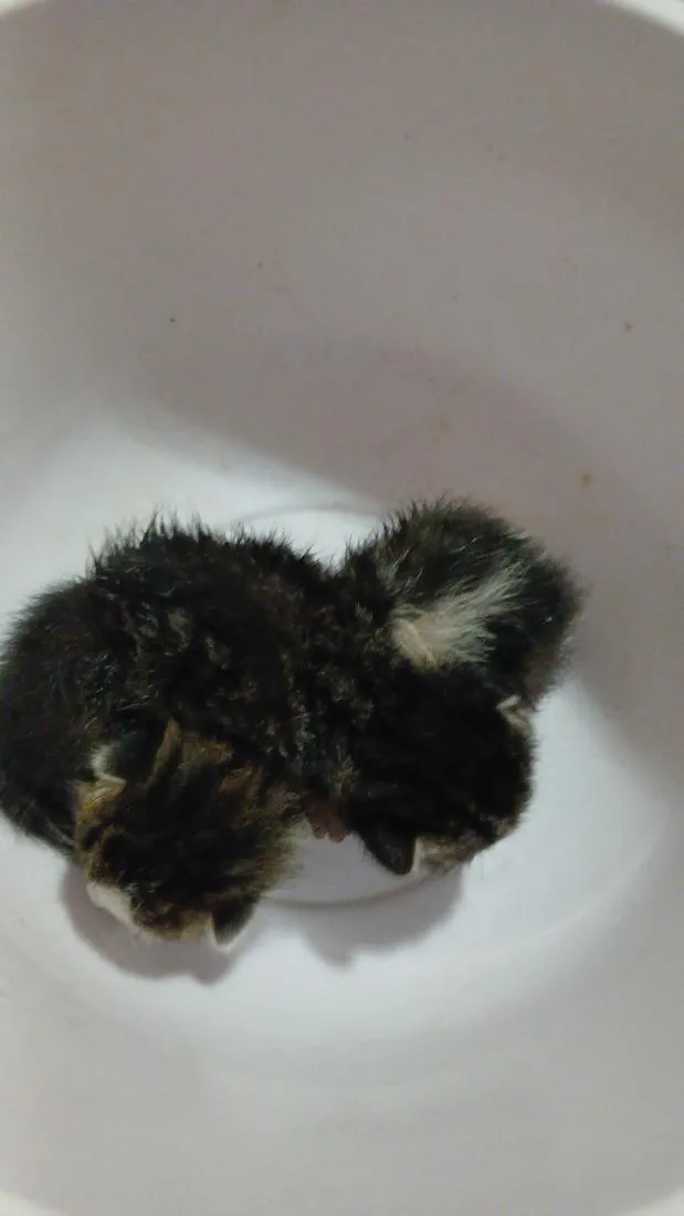 Gato raça SRD-ViraLata idade Abaixo de 2 meses nome gatinhos