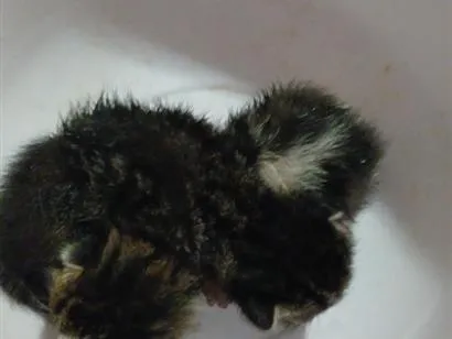 Gato raça SRD-ViraLata idade Abaixo de 2 meses nome gatinhos