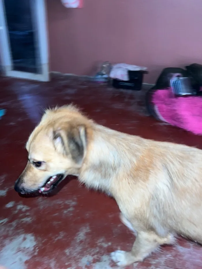 Cachorro raça SRD-ViraLata idade 1 ano nome Mel
