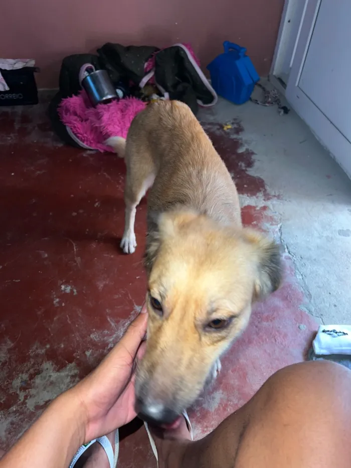 Cachorro raça SRD-ViraLata idade 1 ano nome Mel
