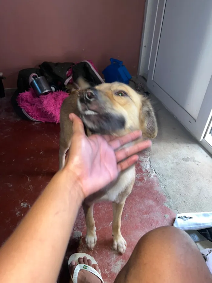 Cachorro raça SRD-ViraLata idade 1 ano nome Mel