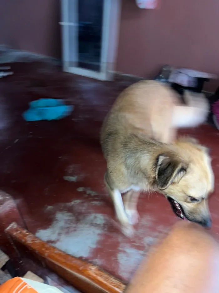 Cachorro raça SRD-ViraLata idade 1 ano nome Mel