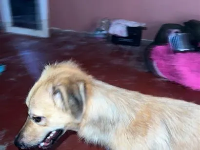 Cachorro raça SRD-ViraLata idade 1 ano nome Mel