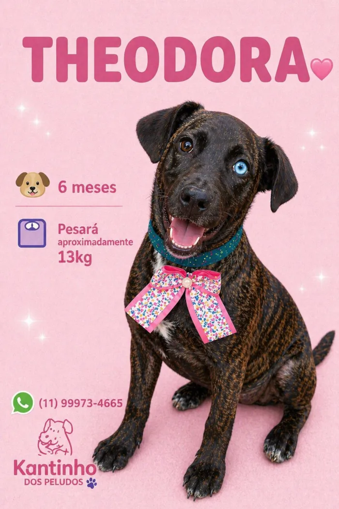 Cachorro raça SRD-ViraLata idade 2 a 6 meses nome Theodora