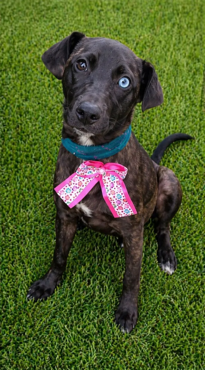 Cachorro raça SRD-ViraLata idade 2 a 6 meses nome Theodora