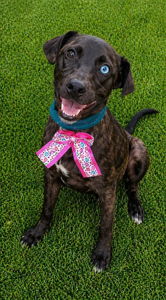 Cachorro raça SRD-ViraLata idade 2 a 6 meses nome Theodora