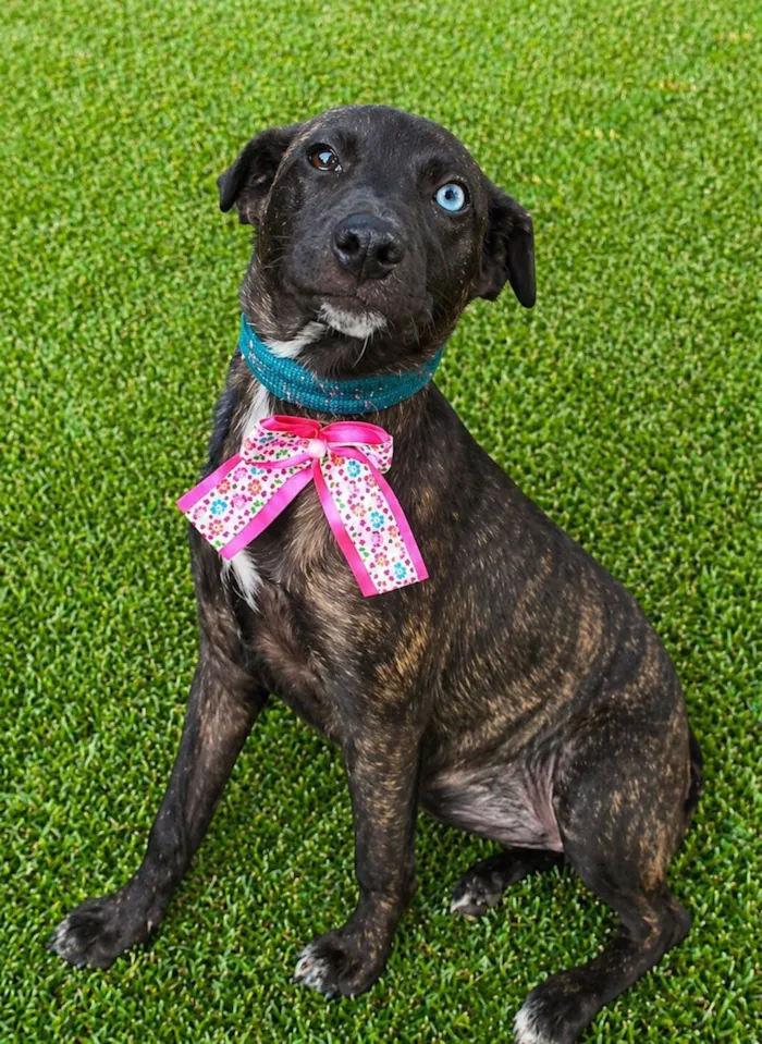 Cachorro raça SRD-ViraLata idade 2 a 6 meses nome Theodora