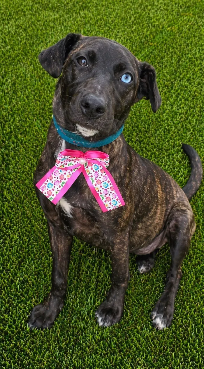 Cachorro raça SRD-ViraLata idade 2 a 6 meses nome Theodora