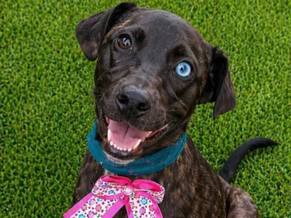 Cachorro raça SRD-ViraLata idade 2 a 6 meses nome Theodora