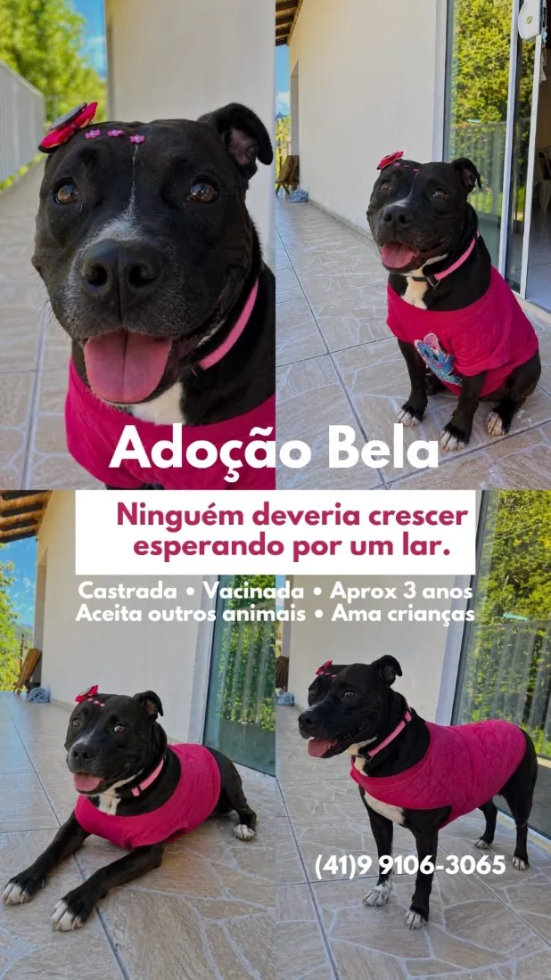 Cachorro raça Pit-Bull idade 3 anos nome Bela