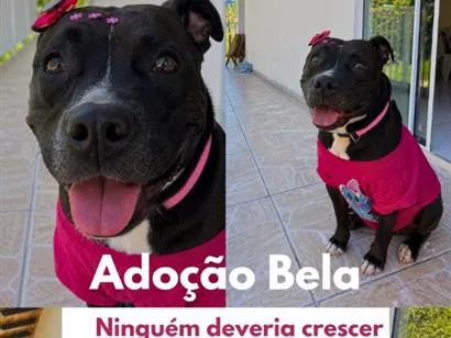 Cachorro raça Pit-Bull idade 3 anos nome Bela