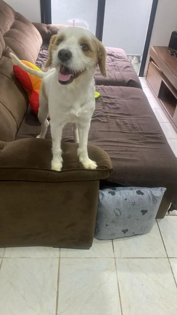 Cachorro raça SRD-ViraLata idade 3 anos nome Omalley