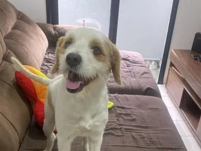 Cachorro raça SRD-ViraLata idade 3 anos nome Omalley