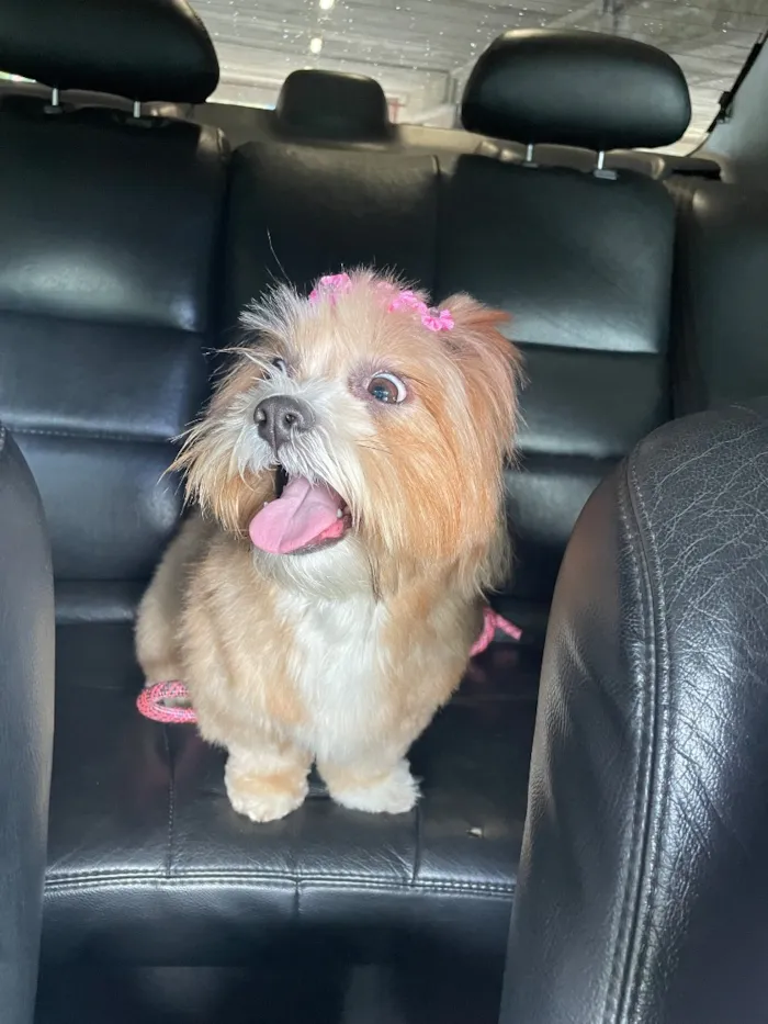 Cachorro raça Shitzu idade 3 anos nome Luna