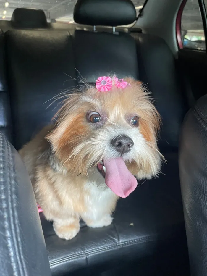 Cachorro raça Shitzu idade 3 anos nome Luna