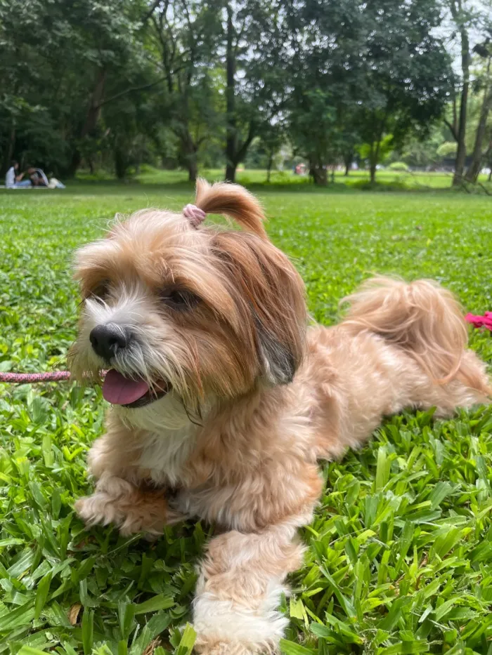 Cachorro raça Shitzu idade 3 anos nome Luna