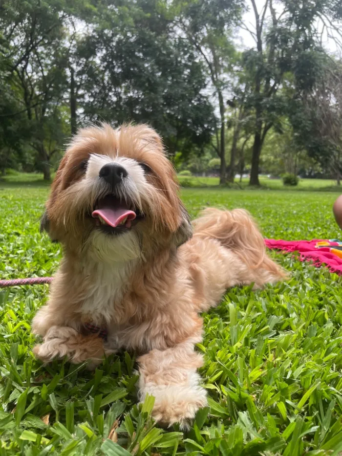 Cachorro raça Shitzu idade 3 anos nome Luna
