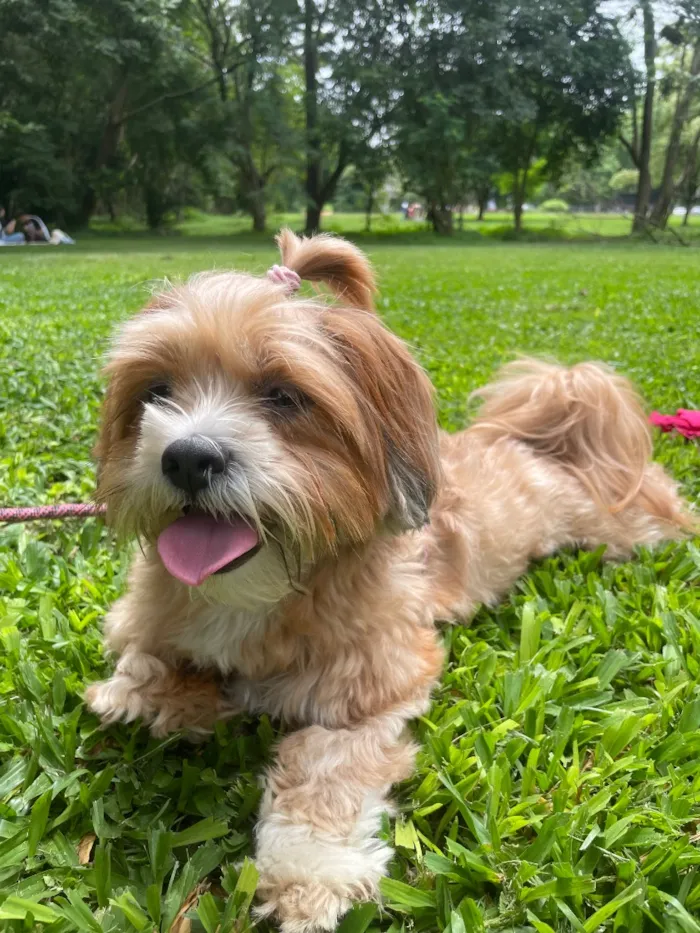 Cachorro raça Shitzu idade 3 anos nome Luna