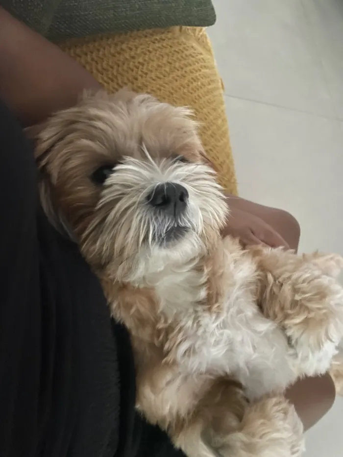 Cachorro raça Shitzu idade 3 anos nome Luna