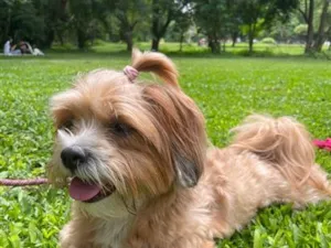 Cachorro raça Shitzu idade 3 anos nome Luna