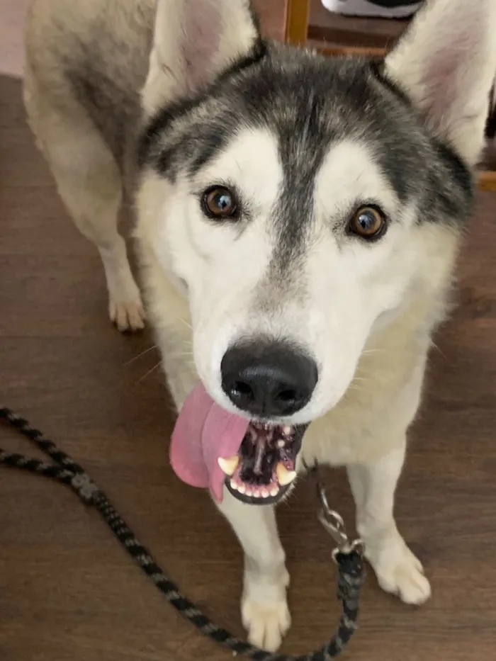 Cachorro raça Labrador idade 2 anos nome Bruce