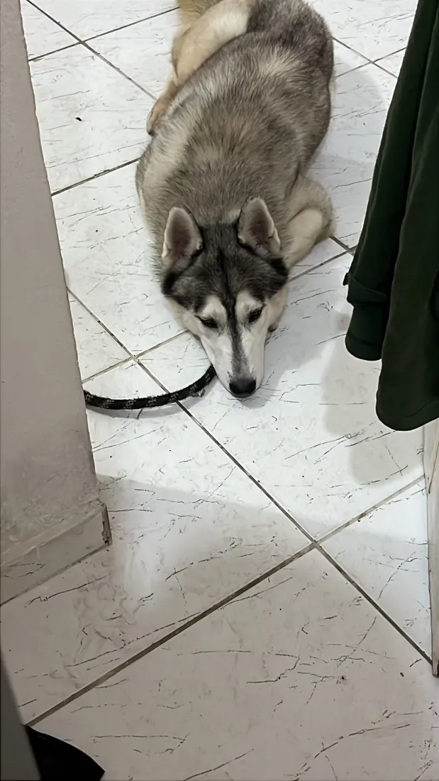 Cachorro raça Labrador idade 2 anos nome Bruce