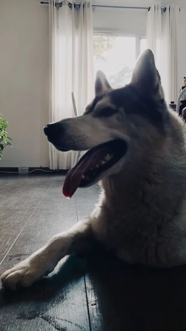 Cachorro raça Labrador idade 2 anos nome Bruce