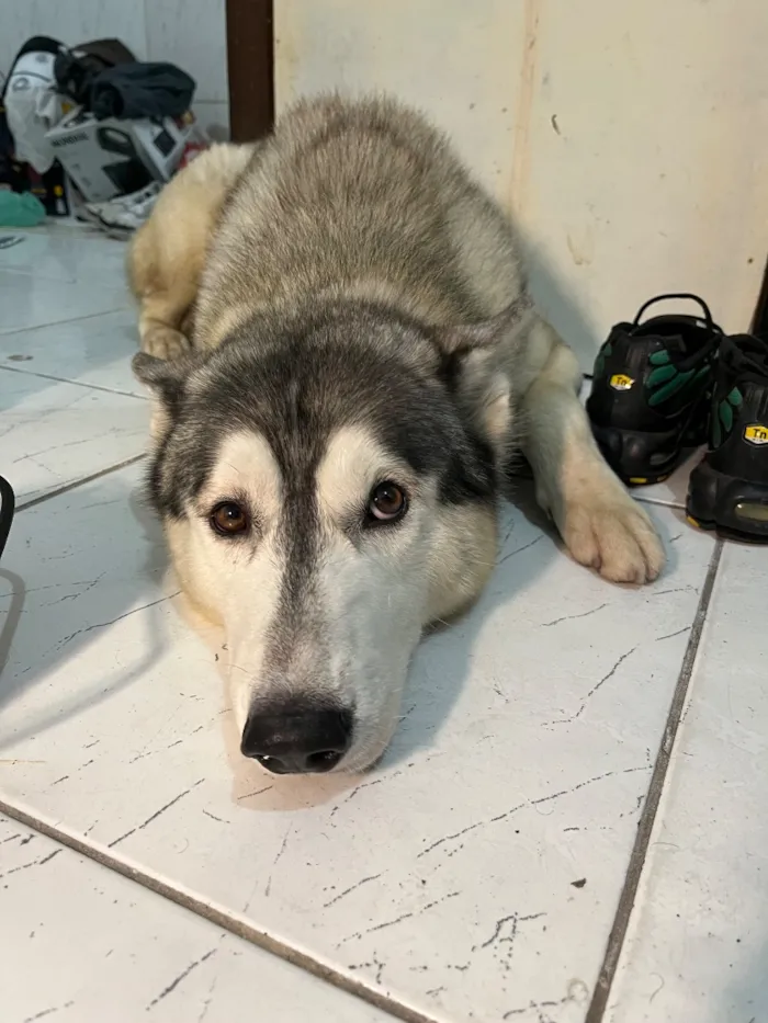 Cachorro raça Labrador idade 2 anos nome Bruce