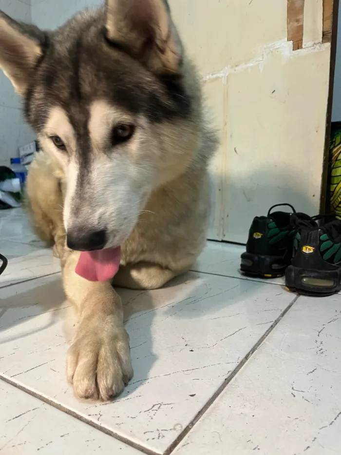 Cachorro raça Labrador idade 2 anos nome Bruce