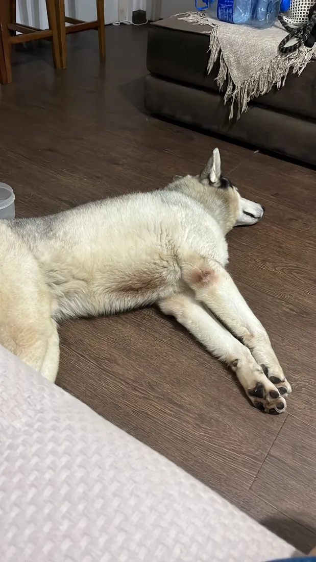 Cachorro raça Labrador idade 2 anos nome Bruce