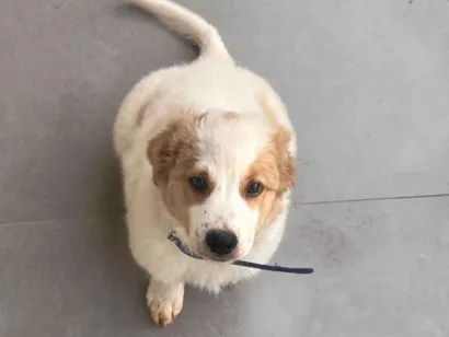 Cachorro raça Husky Siberiano idade 2 a 6 meses nome Beethoven