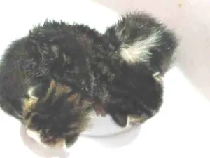 Gato raça SRD-ViraLata idade Abaixo de 2 meses nome gatinhos