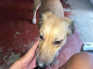 Cachorro raça SRD-ViraLata idade 1 ano nome Mel