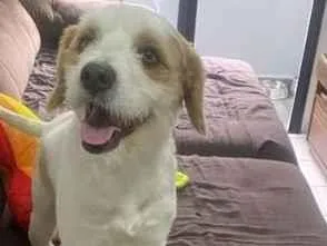 Cachorro raça SRD-ViraLata idade 3 anos nome Omalley
