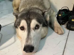 Cachorro raça Labrador idade 2 anos nome Bruce