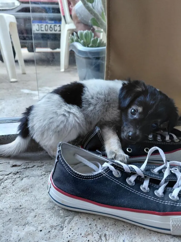 Cachorro raça SRD-ViraLata idade Abaixo de 2 meses nome ainda não tem nome