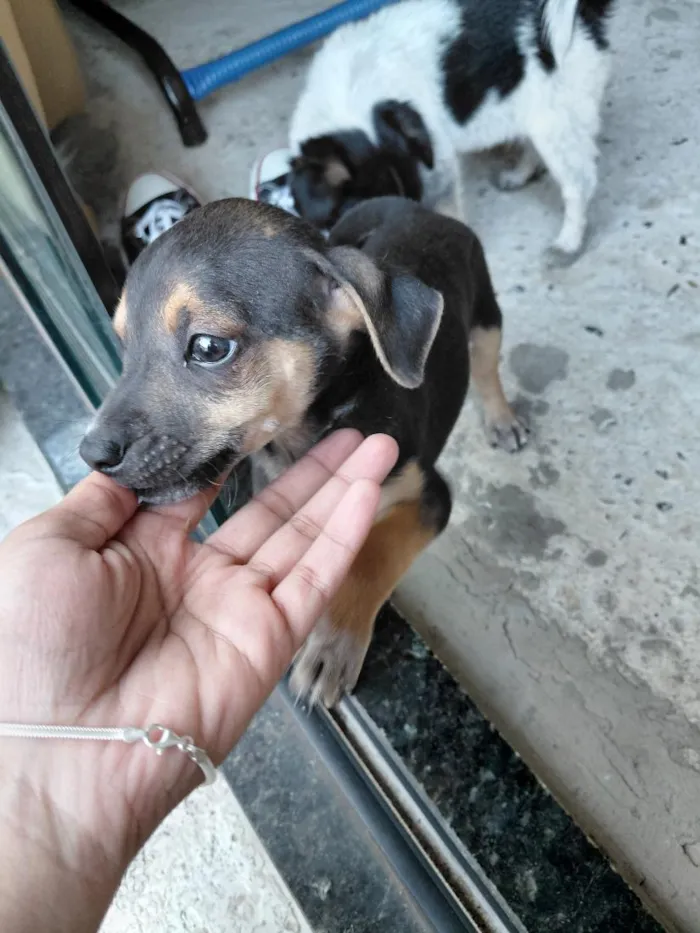 Cachorro raça SRD-ViraLata idade Abaixo de 2 meses nome ainda não tem nome