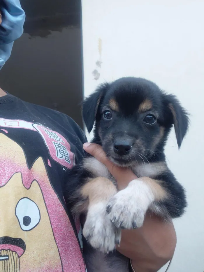 Cachorro raça SRD-ViraLata idade Abaixo de 2 meses nome ainda não tem nome