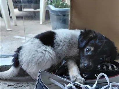 Cachorro raça SRD-ViraLata idade Abaixo de 2 meses nome ainda não tem nome